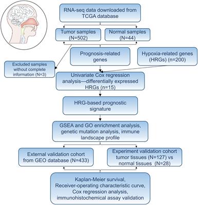Development and validation of a novel hypoxia-related signature for prognostic and immunogenic evaluation in head and neck squamous cell carcinoma